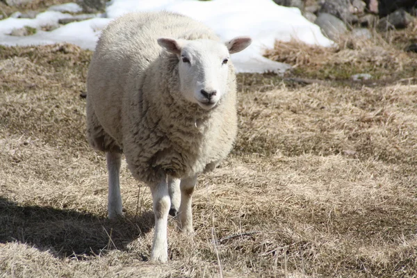 羊 (羊) — ストック写真