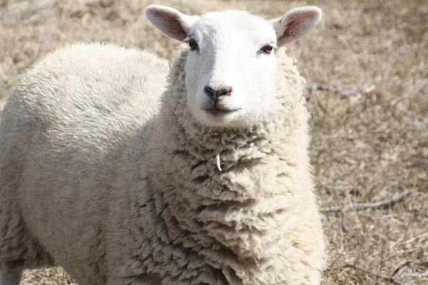 羊 (母羊) — 图库照片