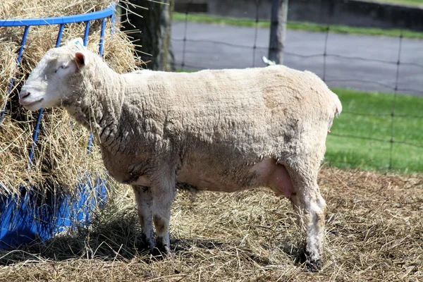 Ovinos (ovelha) ) — Fotografia de Stock