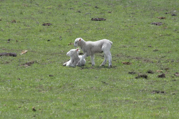 Πρόβατα (αρνιά) — Φωτογραφία Αρχείου