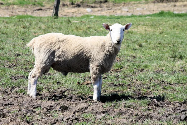 Schafe (Widder)) — Stockfoto