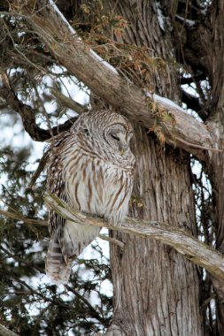 Barred Owl on Branch clipart