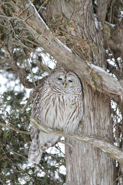 Barred Owl on Branch — Stock Photo, Image