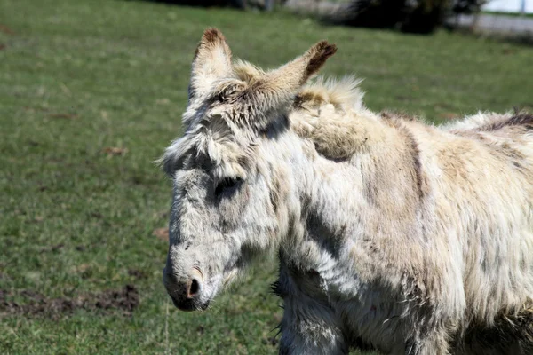 Donkey, Grey — Stock Photo, Image