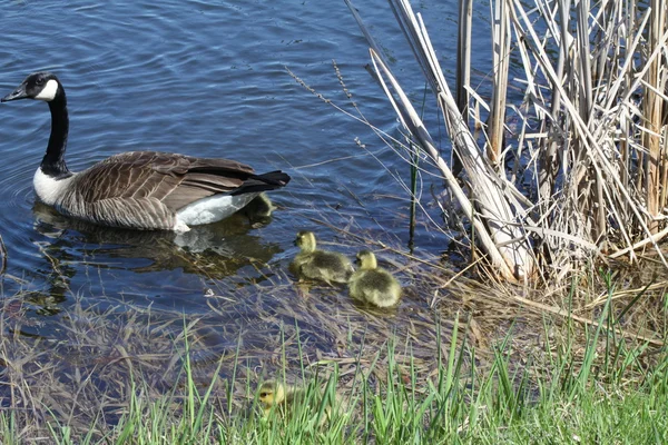 Canada Goose & Goslings — Stock Photo, Image