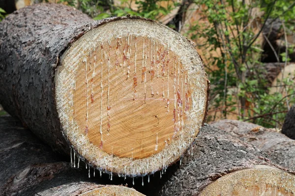 Sap en árbol cortado —  Fotos de Stock
