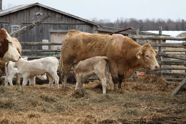 stock image Cow & Calf