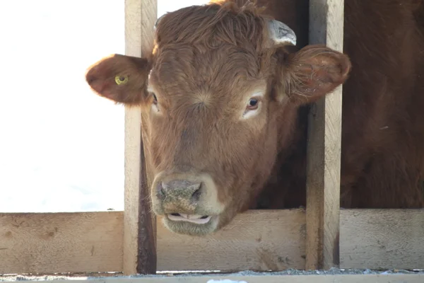 Lehmä rehujen siirtoerässä — kuvapankkivalokuva