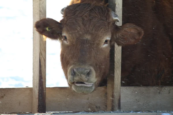 Vaca en el lote de transferencia de pienso — Foto de Stock