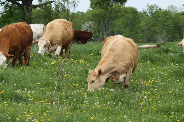 Vacche (miste ) — Foto Stock