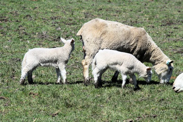羊 (母羊和羔羊) — 图库照片