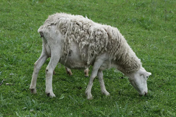 Owiec (premia za owce maciorki) — Zdjęcie stockowe