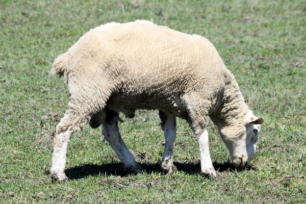 Sheep (Ram) — Stock Photo, Image