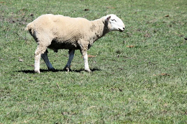 Schafe (Widder)) — Stockfoto