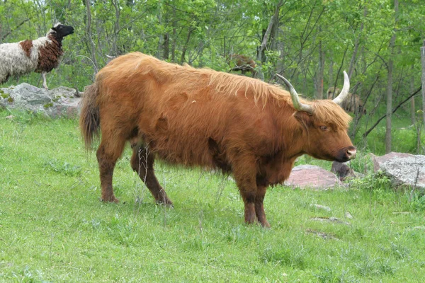 Langhaarige Rinder (Hochland) — Stockfoto