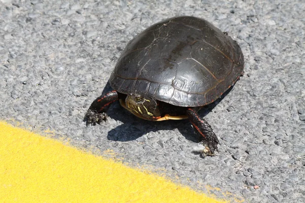 stock image Midland Painted Turtle