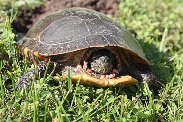 Midland målade sköldpadda lägger ägg — Stockfoto