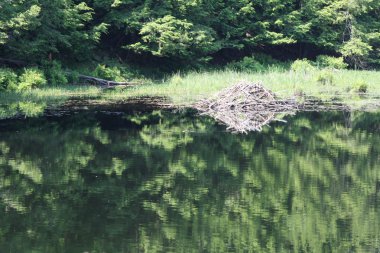 Beaver Lodge on Small Pond clipart