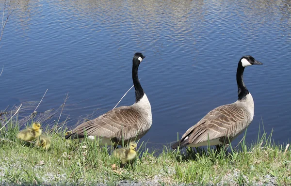 Canada Geese & Goslings — Stock Photo, Image