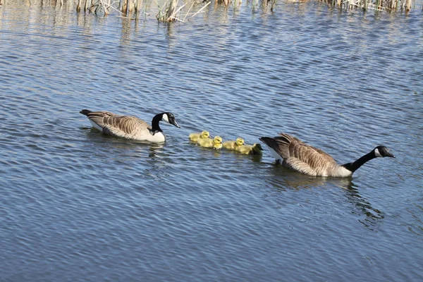 Canada Geese & Goslings — Stock Photo, Image