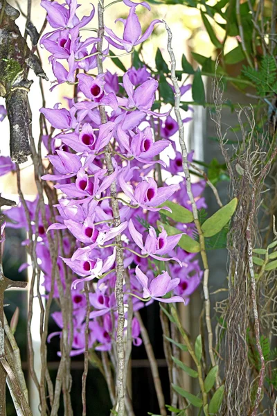 Orquídea, luz roxa — Fotografia de Stock