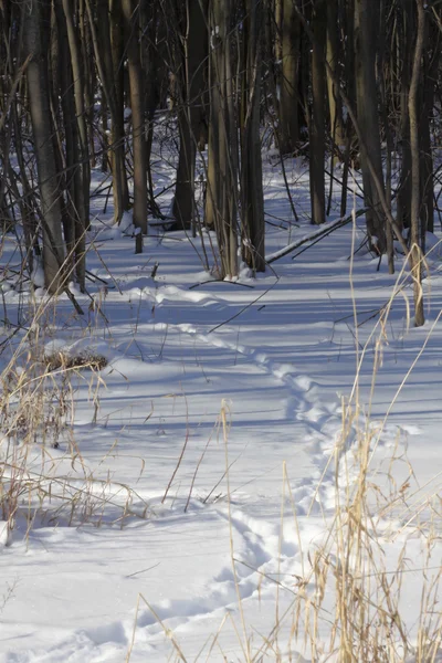 stock image Animal Tracks in Snow