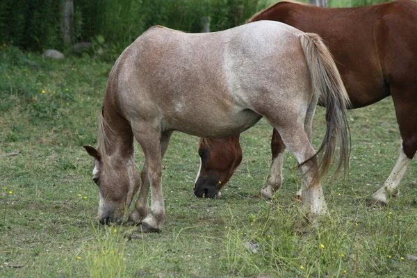 Horses in Pasture — Stock Photo, Image