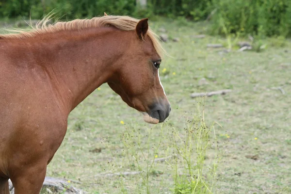 Koně v pastvinách — Stock fotografie