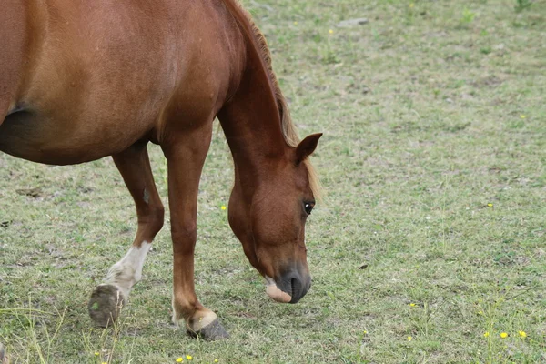 Koně v pastvinách — Stock fotografie