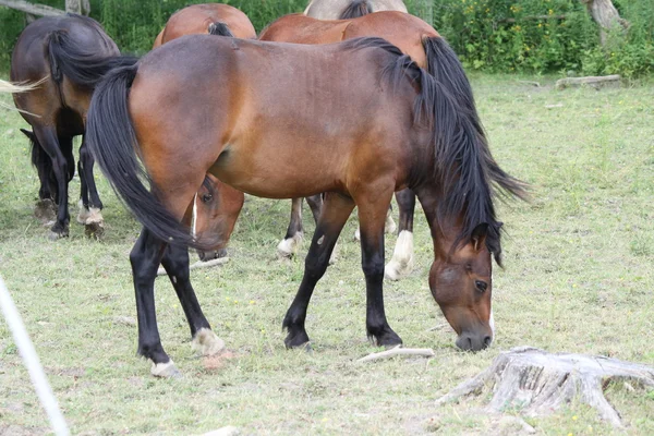 Hästar i Hagen — Stockfoto