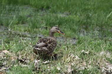 Mallard hen çim