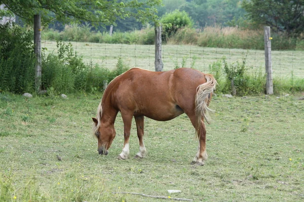 Cavalos em pasto pequeno — Fotografia de Stock
