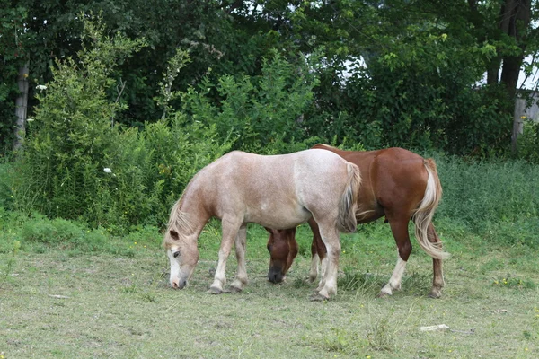 Hästar i små betesmark — Stockfoto