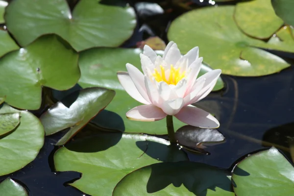Water Lily (Pink — Stock Photo, Image