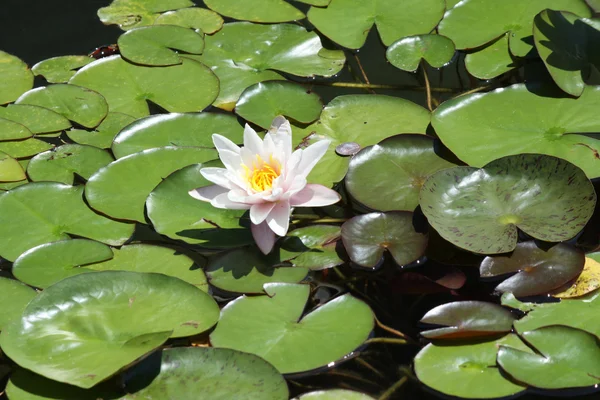 stock image Water Lily (Pink