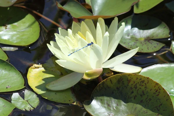 Water Lily (Yellow) with Azure Damselfly — Stock Photo, Image