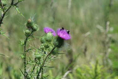 Boğa Thistle (ile arı)