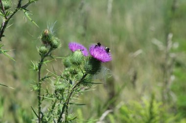 Bull Thistle (with bee's) clipart