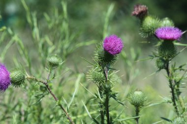 Boğa thistle