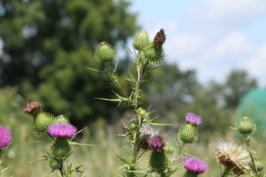 Boğa thistle