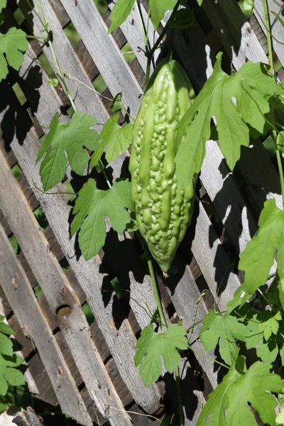 Bittere Melone oder Kürbis — Stockfoto