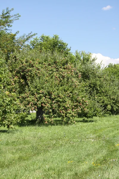 Äppelträd i Orchard — Stockfoto