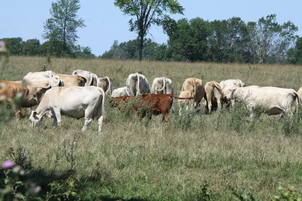 Скот в поле — стоковое фото