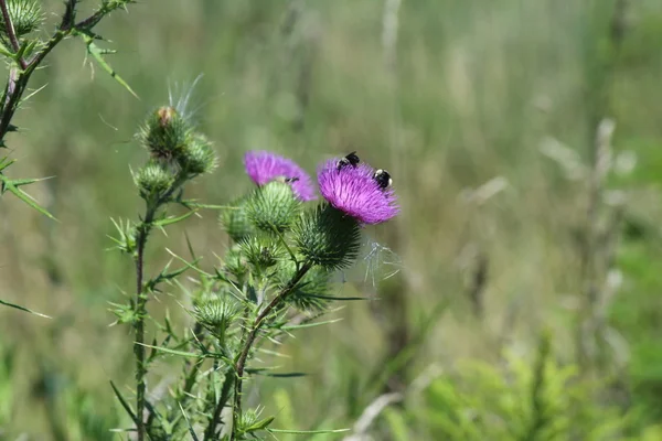 Bull Thistle (with bee 's ) Стоковое Фото