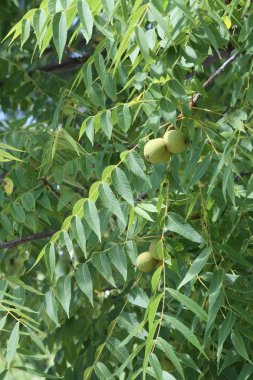 Walnuts growing on Tree clipart