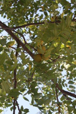 Walnuts growing on Tree clipart