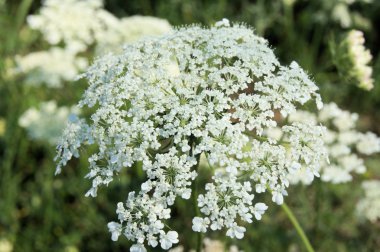 Queen Annes Lace clipart