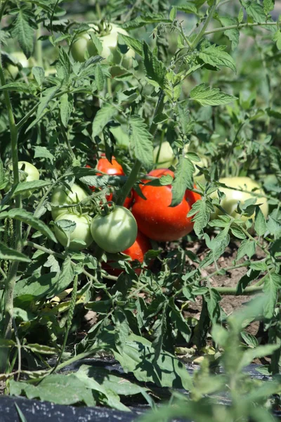 Campo de tomate (Vermelho ) — Fotografia de Stock