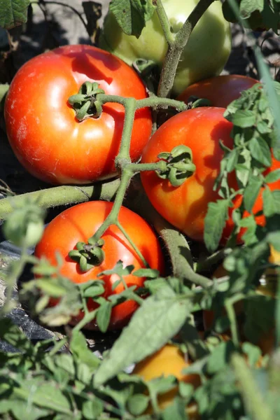 Fältet tomat? s (röd) — Stockfoto
