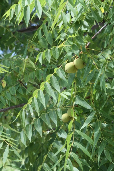 Stock image Walnuts growing on Tree